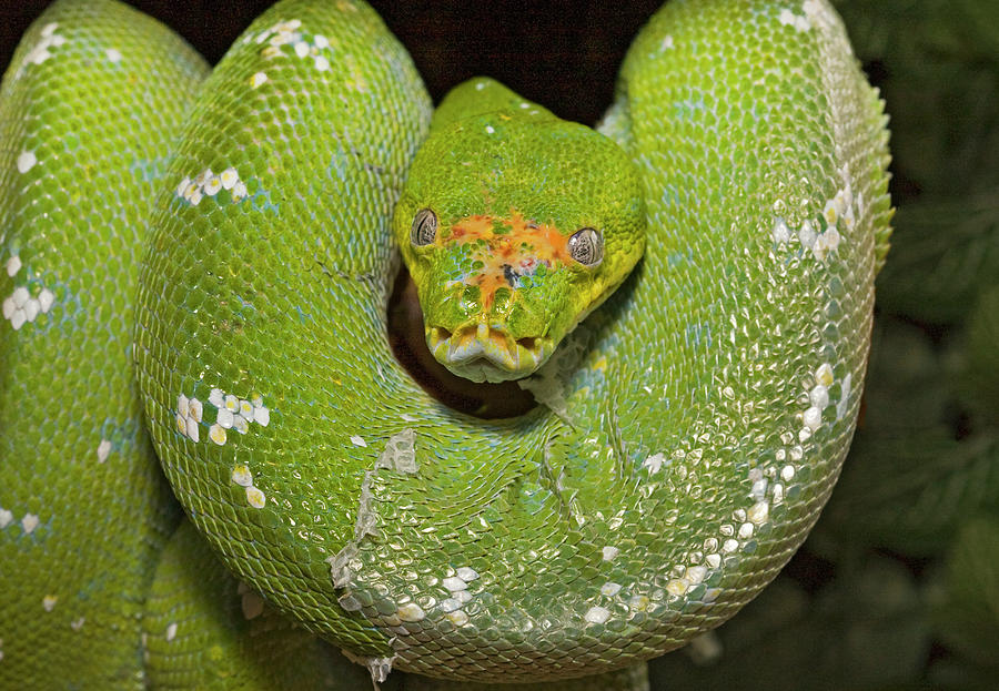 Green tree python Photograph by Buddy Mays