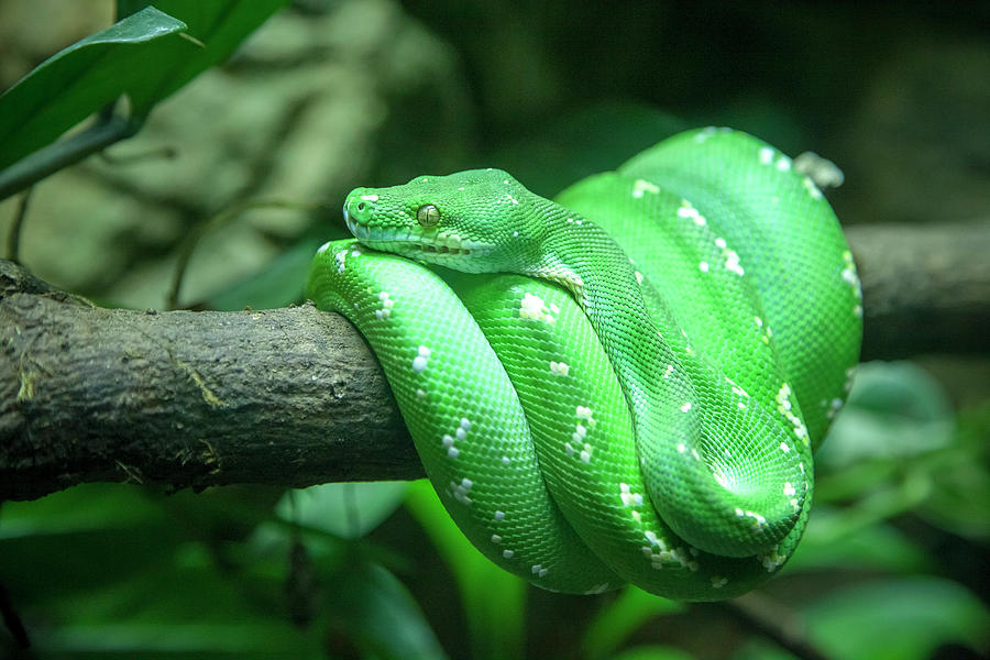 Green Tree Python by Cheltenham Media Green Tree Python by Cheltenham Media