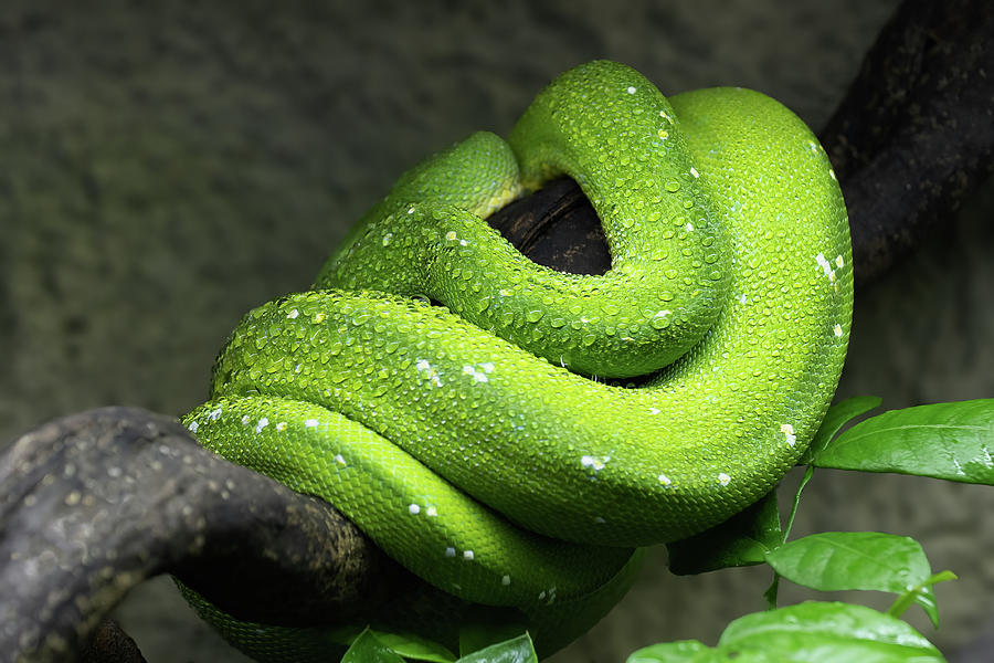 Python Photograph - Green Tree Python Coiled Up On Branch by Artur Bogacki