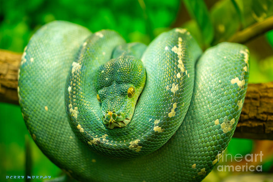 Green Tree Python Photograph by Derry Murphy | Pixels