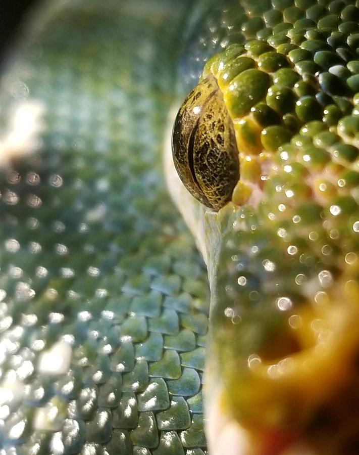 Python Photograph - Green Tree Python by Ivan Lesica