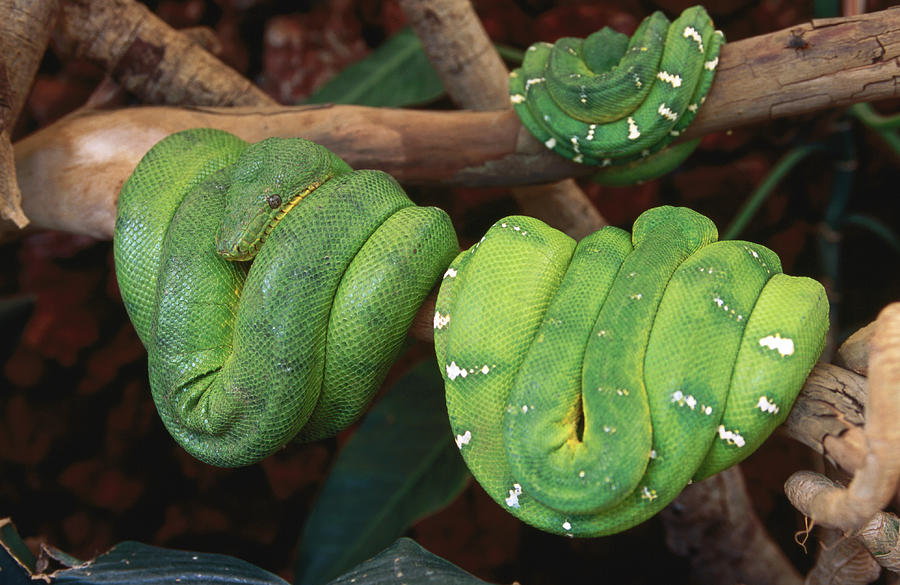 Green Tree Python Morelia Viridis World Photograph by Christopher P. Baker