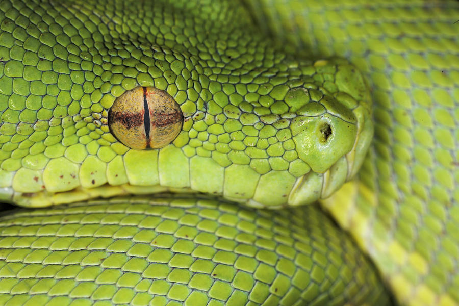 Adam Jones Photograph - Green Tree Python, Native To New Guinea by Adam Jones