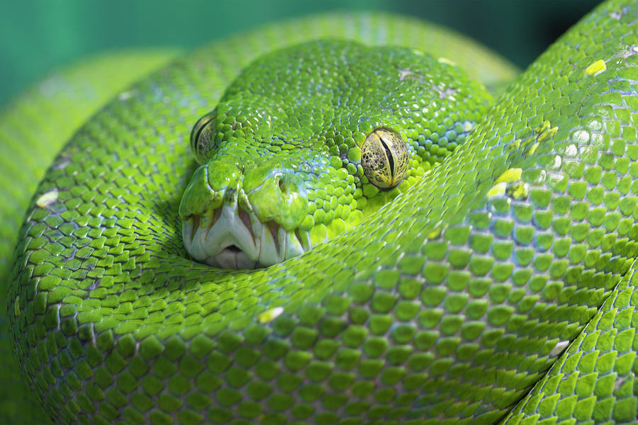 Green Tree Python Photograph by Steev Stamford