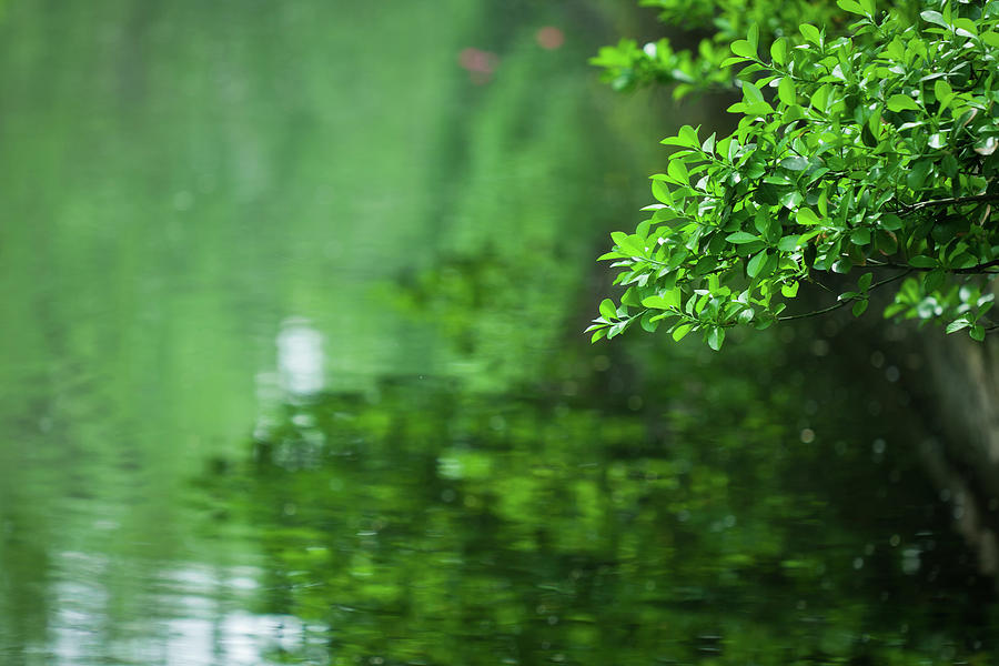 Green Trees In Water Reflection Photograph by Kool99