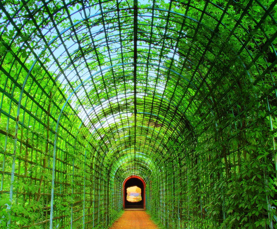 Green Tunnel Photograph by Ulrich Mueller