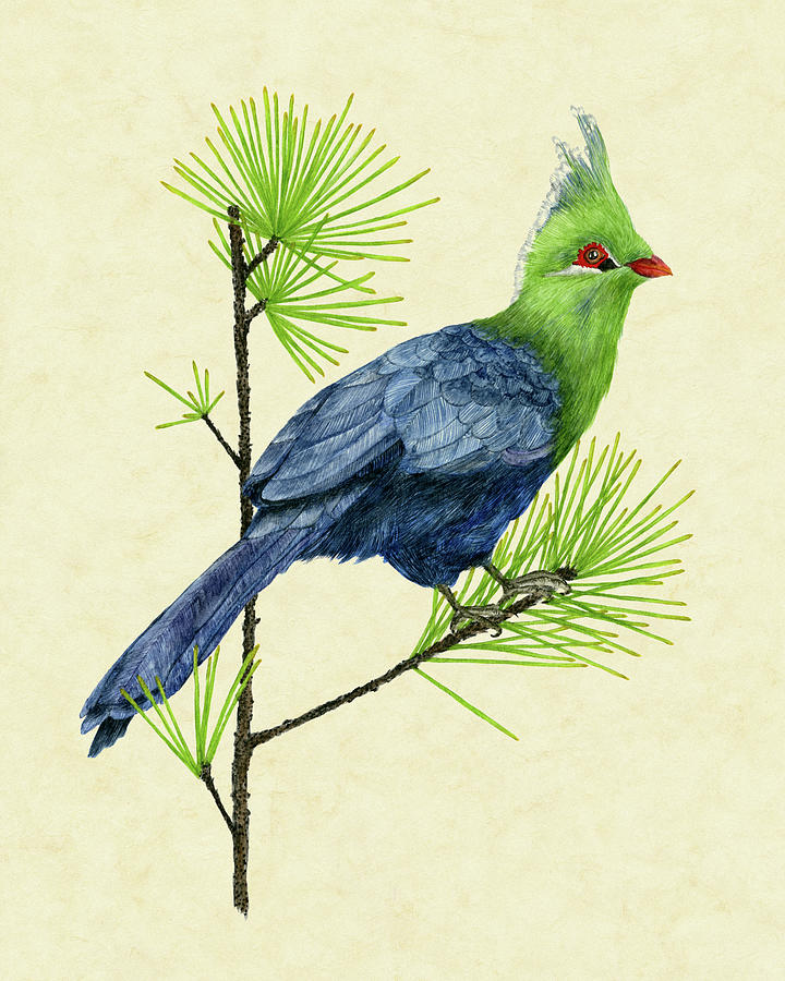 Green Turaco I Painting by Melissa Wang