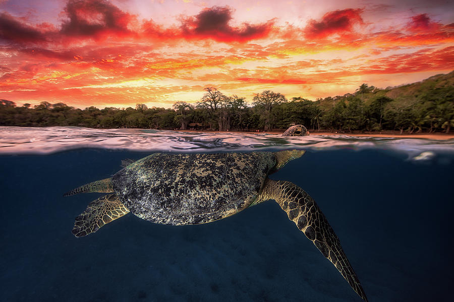Green Turtle And Fire Sky! Photograph by Barathieu Gabriel