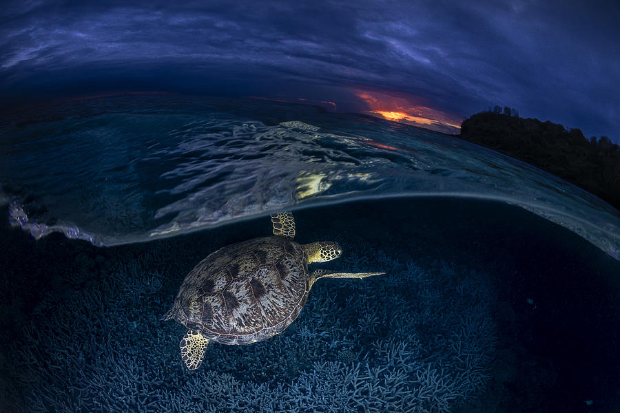 Green Turtle At Sunset Photograph by Barathieu Gabriel