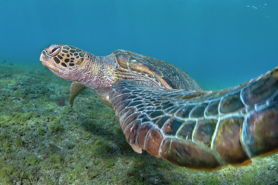 Green Turtle, Chelonia Mydas, Also Known As Green Sea Photograph by ...