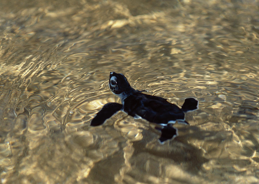 Green Turtle  Chelonia Mydas Hatchling Photograph by Nhpa