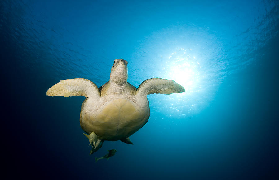 Green Turtle Photograph by Dray Van Beeck - Fine Art America