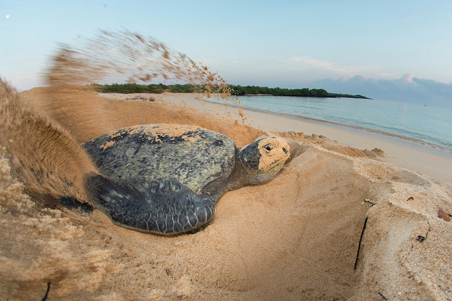 Green Turtle Female Digging Nest, Santa Cruz Isl, Galapagos Photograph ...