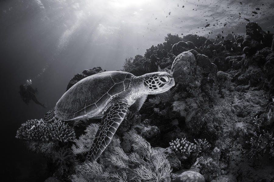 Green Turtle In Black And White Photograph by Barathieu Gabriel