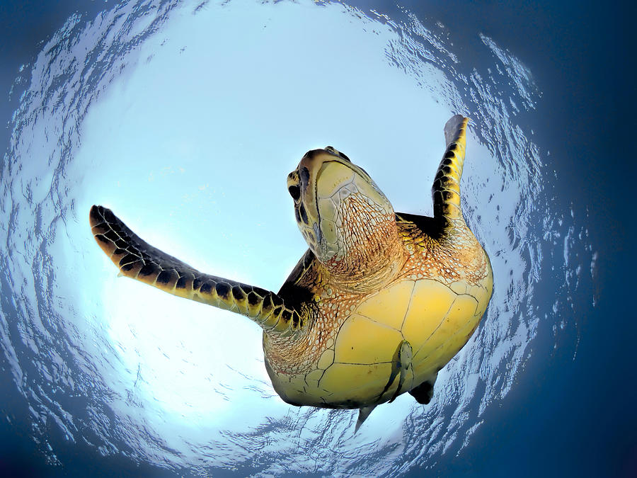 Green Turtle In Snells Window Photograph by Henry Jager