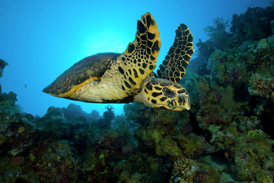Green Turtle Photograph by M. Gungen Photography