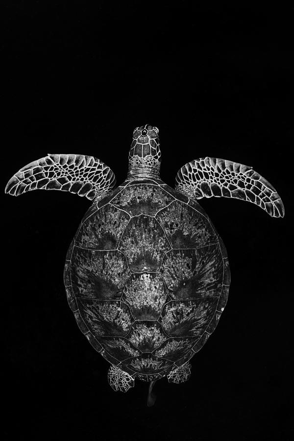 Green Turtle On Black And White Photograph by Barathieu Gabriel