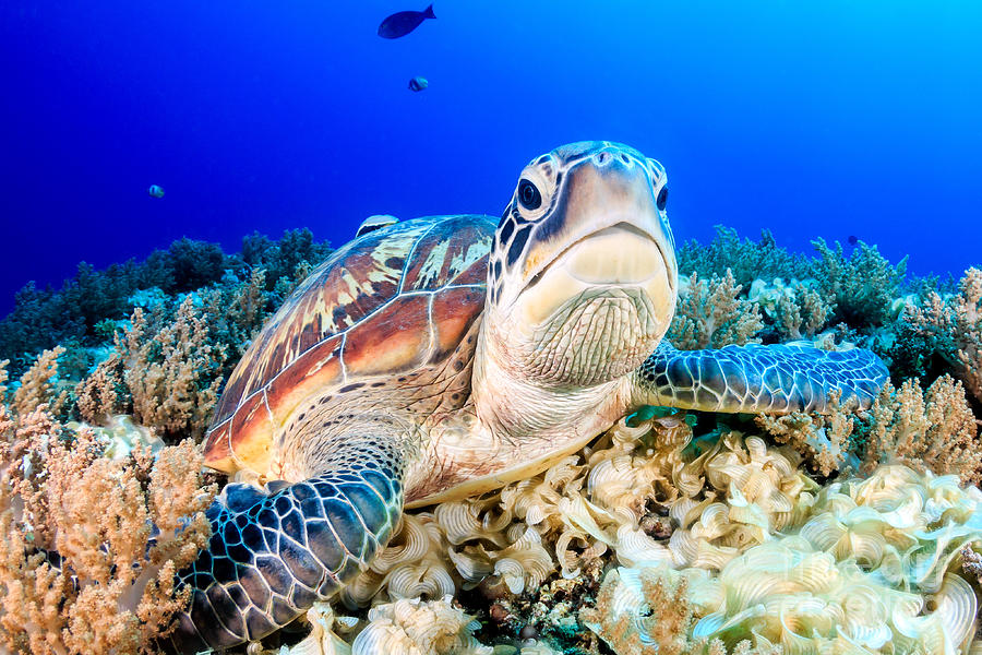 Turtle Photograph - Green Turtle On The Sea Bed by Richard Whitcombe