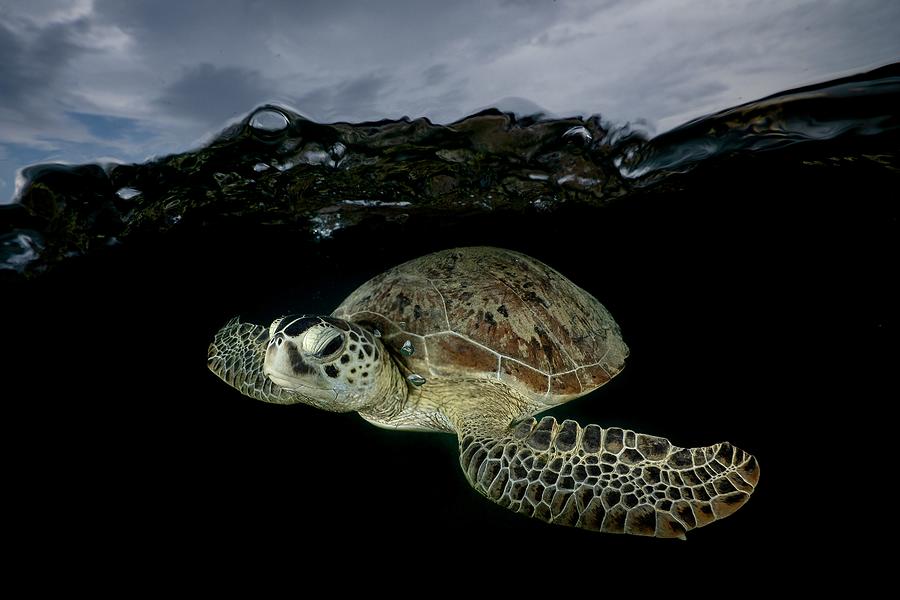 Green Turtle Portrait Photograph by Serge Melesan