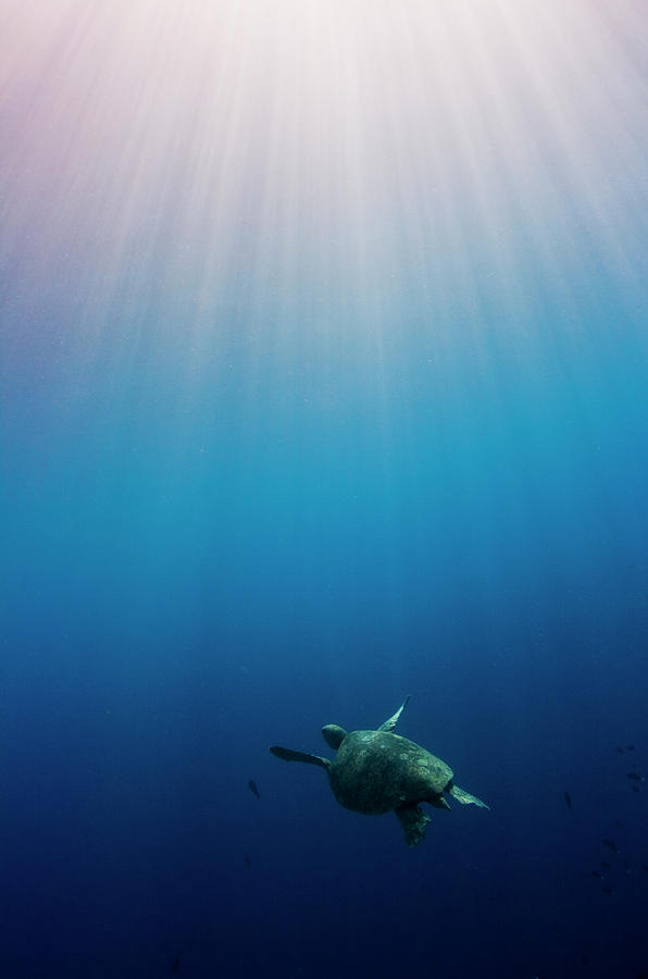 Green Turtle Swimming In Sunlit Ocean Photograph by Image By Dan Exton, Uk