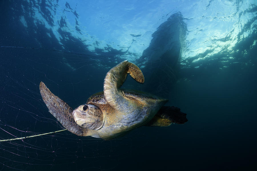 Green Turtle Trapped In Fishing Net, Sea Of Cortez, Mexico, May ...