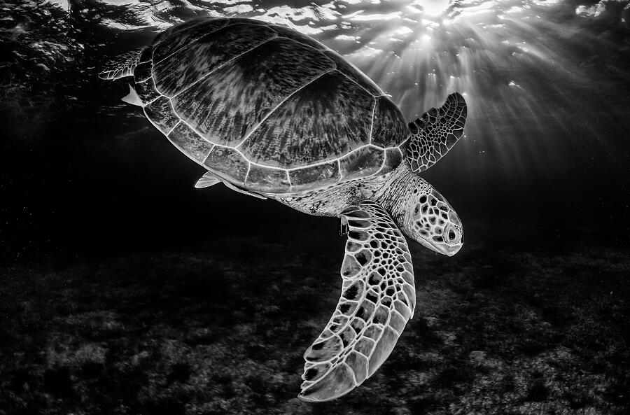 Green Turtle With Rays Of Sunlight, Black And White Image Photograph by Claudio Contreras / Naturepl.com Green Turtle With Rays Of Sunlight, Black And White Image Photograph by Claudio Contreras / Naturepl.com