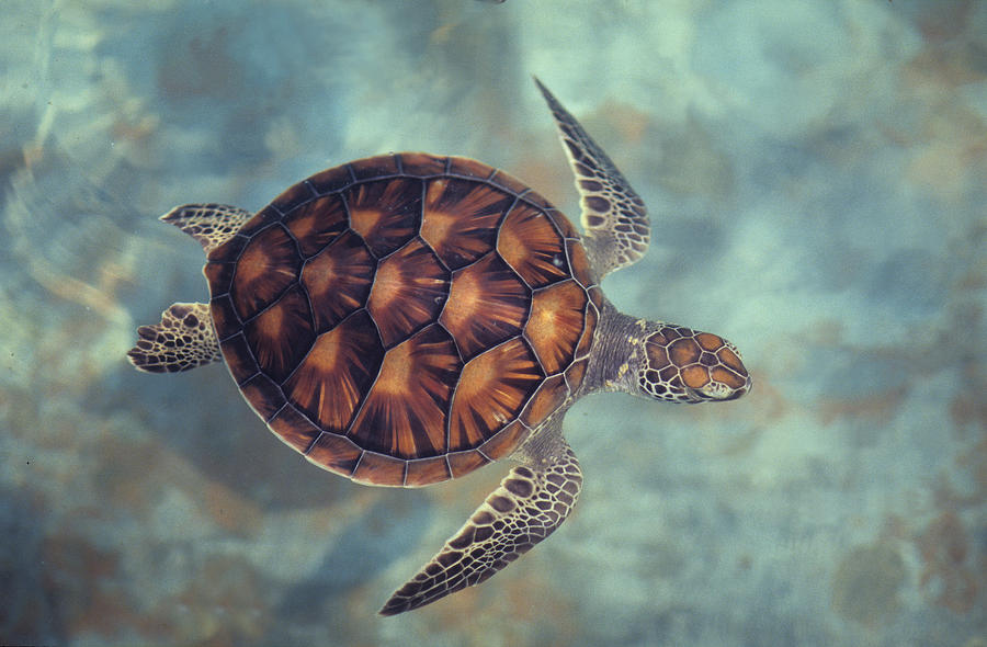 Green Turtle,chelonia Mydas, Java Photograph by Gerard Soury