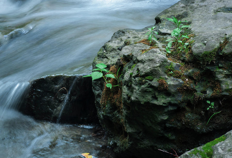 Nature Photograph - Green Vegetation Growing From Rocks Along Brook 1 by Anthony Paladino