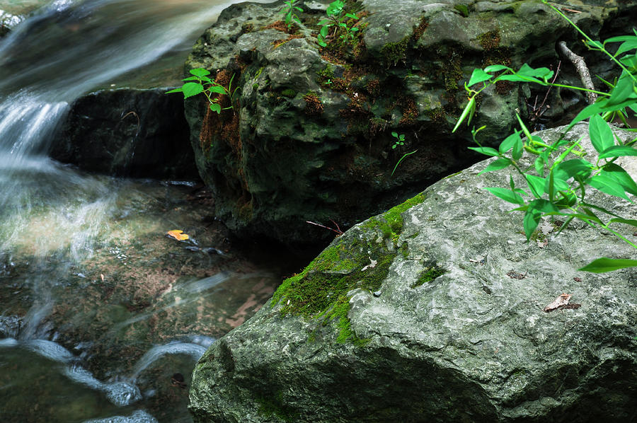 Nature Photograph - Green Vegetation Growing From Rocks Along Brook 2 by Anthony Paladino