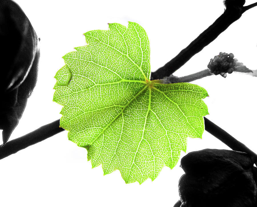 Green Vine Leaf On Black Vine, White Photograph by Benjamin Probert
