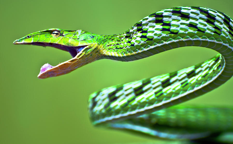 Green Vine Snake Photograph by Ravikanth Photography
