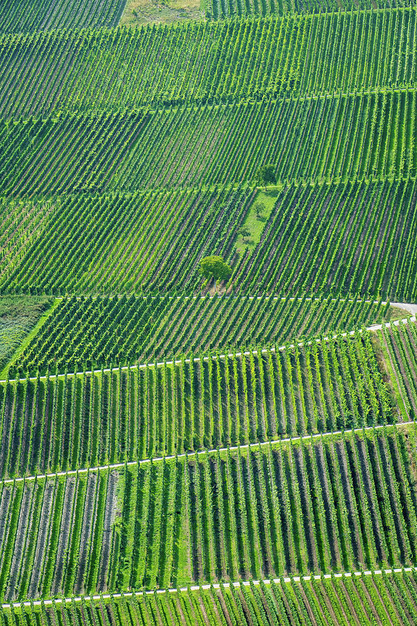 Nature Photograph - Green Vineyard Pattern Mosel Wine Region Germany by Matthias Hauser