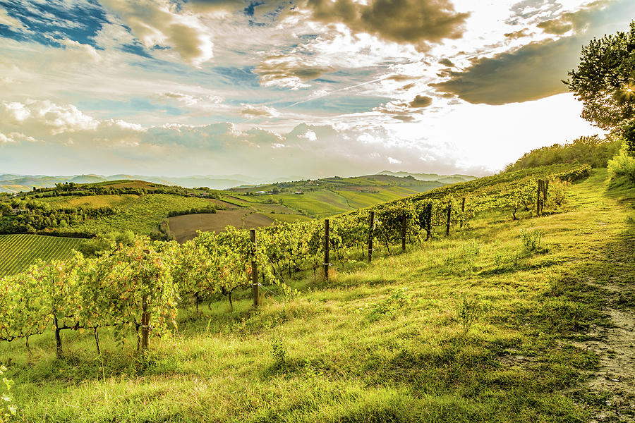 green vineyards of Italian hills Photograph by Vivida Photo PC