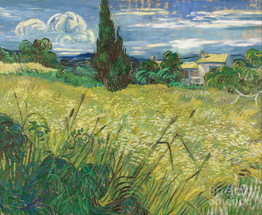 Green Wheat Field With Cypress. Artist Drawing by Heritage Images