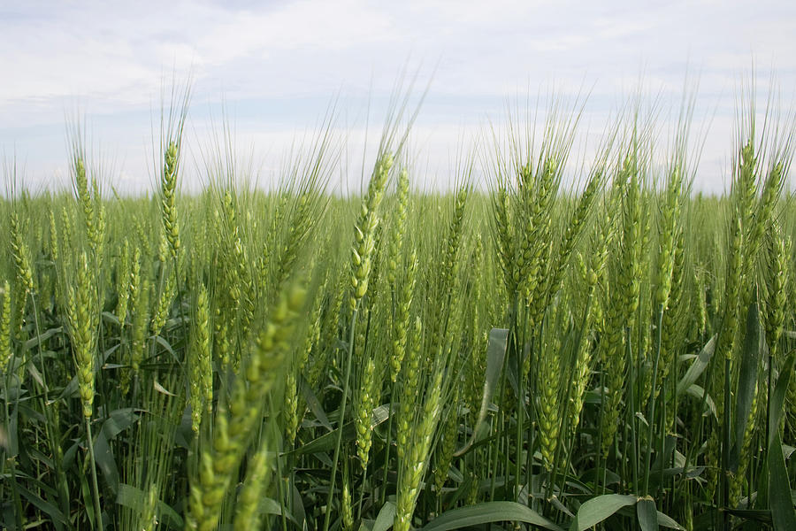 Green Wheat Immersion by Dylan Punke Green Wheat Immersion by Dylan Punke