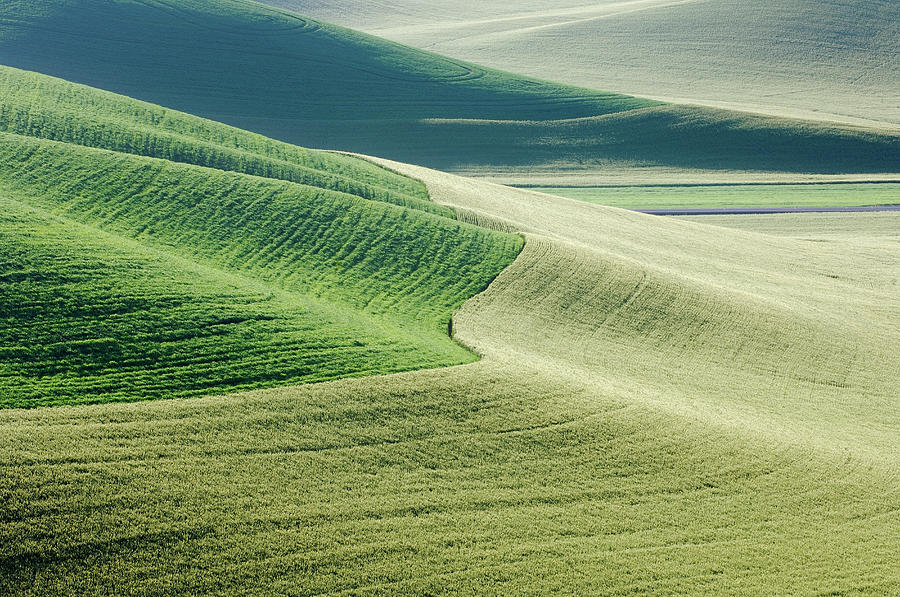 Green Wheatfields In Spring Near Photograph by Martin Ruegner