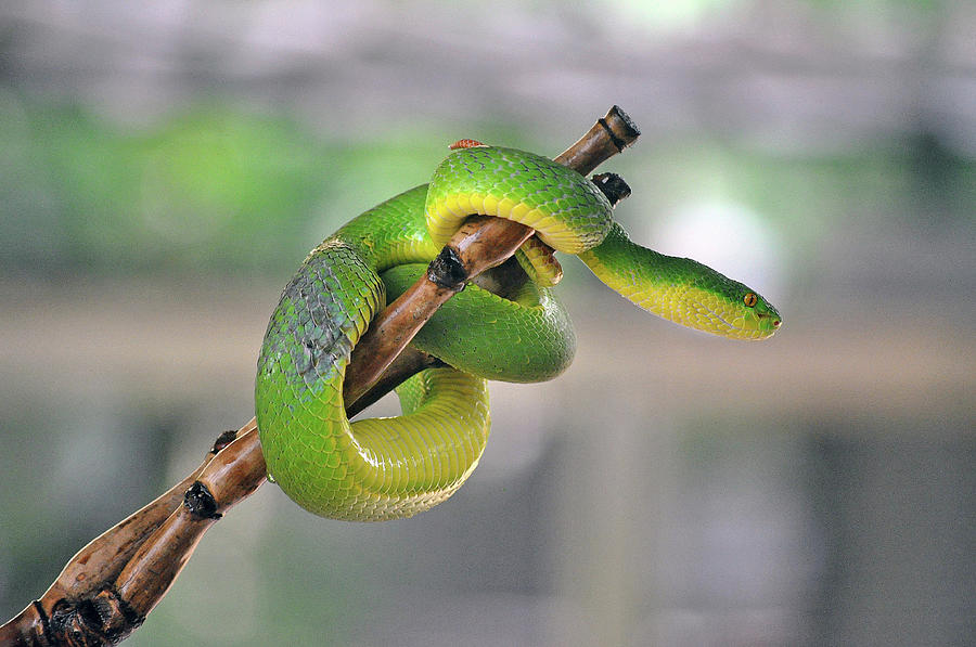 Green White-lipped Pit Viper Snake On Photograph by Oliver J Davis Photography