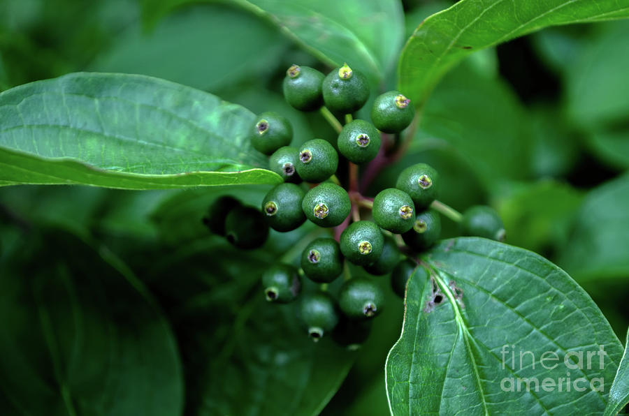 Nature Photograph - Green Wildberries by Michelle Meenawong