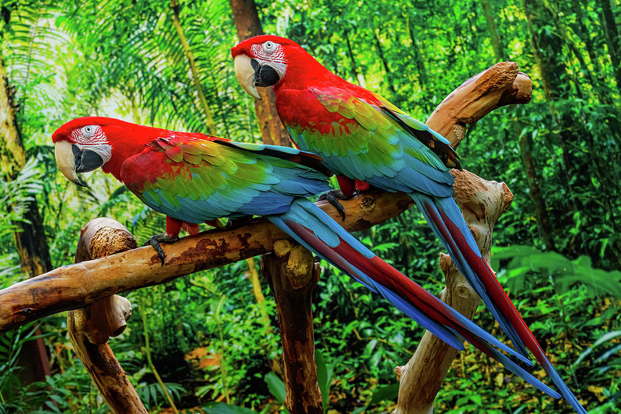 Macaw Photograph - Green Wing Macaws, Originally by William Perry