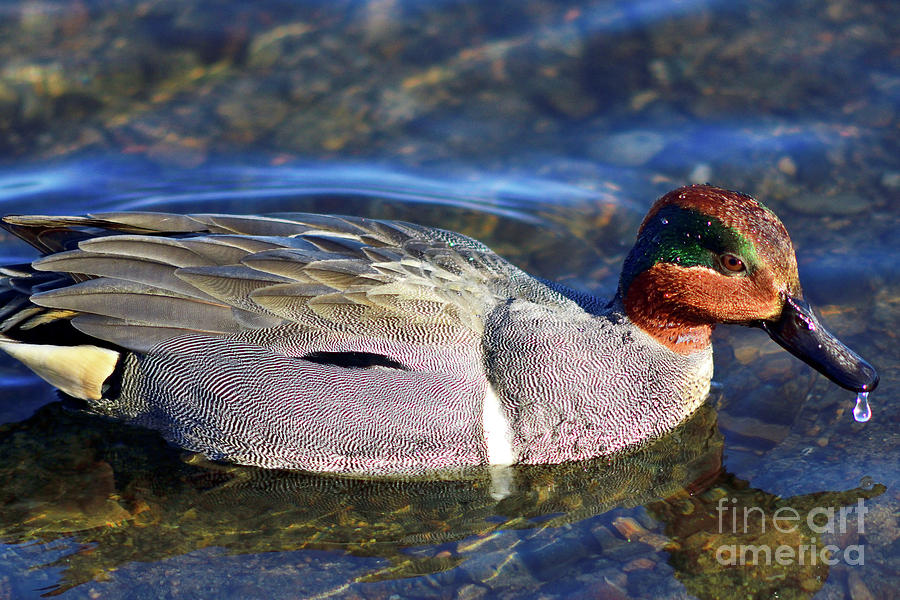 Green-winged Teal Duck On Burnaby Lake 1 Photograph by Terry Elniski