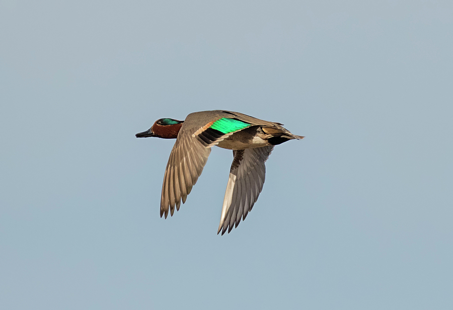 Green Winged Teal in Flight Photograph by Loree Johnson