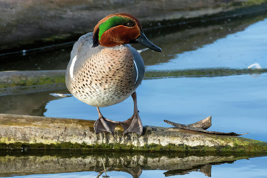 Green-winged Teal on a Log Photograph by Kathleen Bishop
