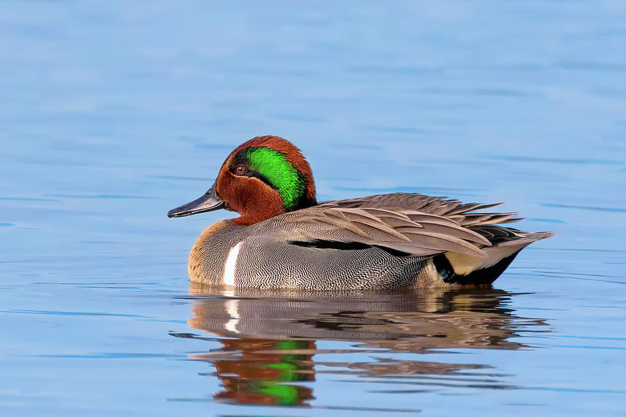 Green-winged Teal On The Pond Photograph