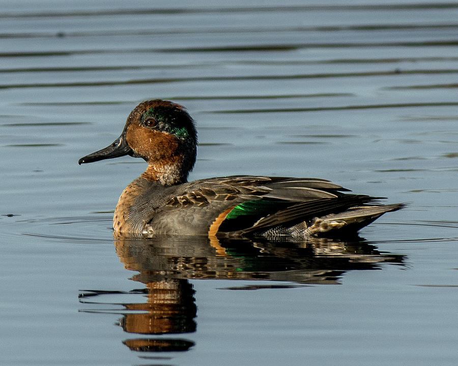 Green-winged Teal Photograph by Phillip Beyser | Fine Art America