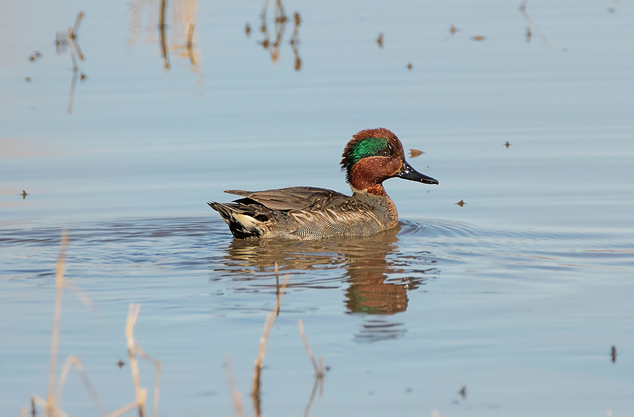 Green Winged Teal Swimming Photograph by Loree Johnson