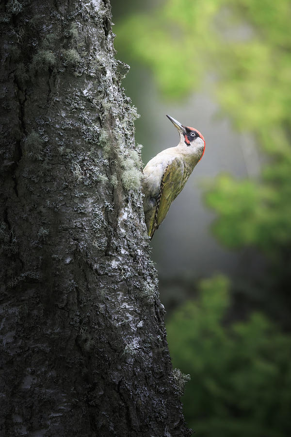 Wildlife Photograph - Green Woodpecker In A Green Forest by Magnus Renmyr