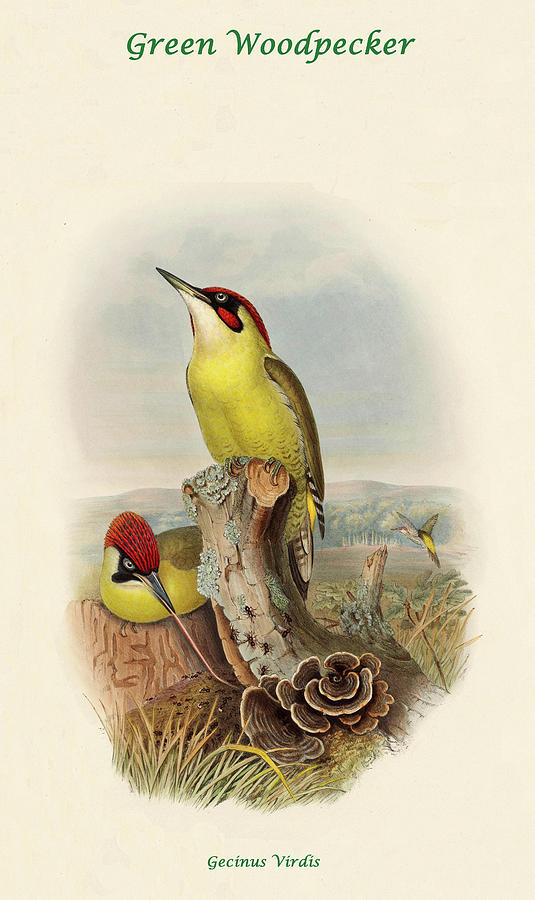 Green Woodpecker Painting by John Gould