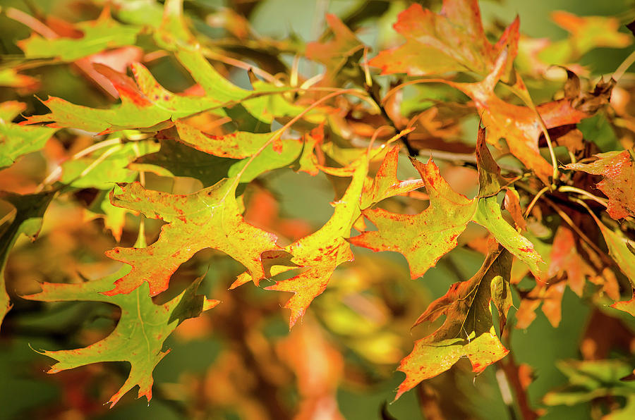 Green, Yellow and Red Oak Leaves Photograph by Frans Blok