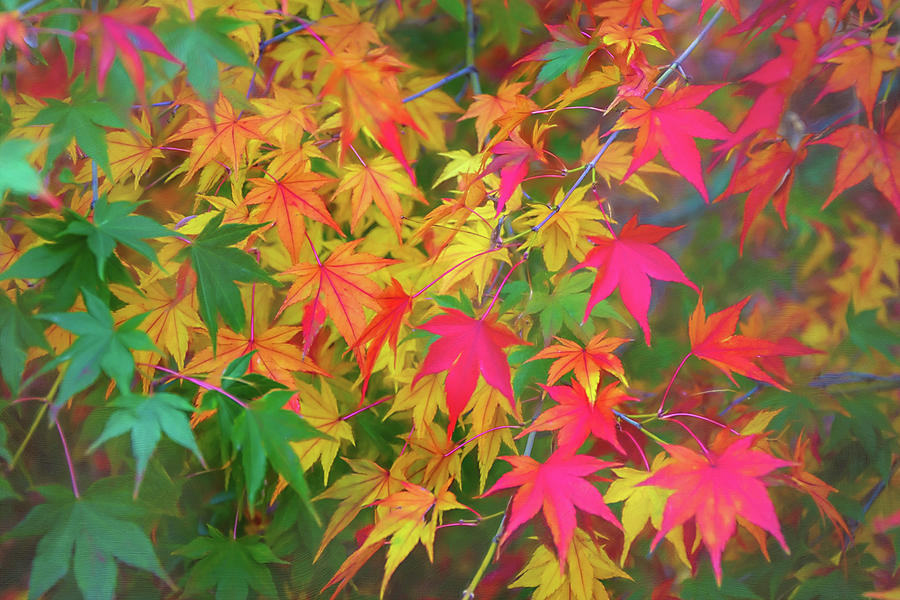 Green Yellow Red Leaves Photograph by Isabela and Skender Cocoli - Fine ...