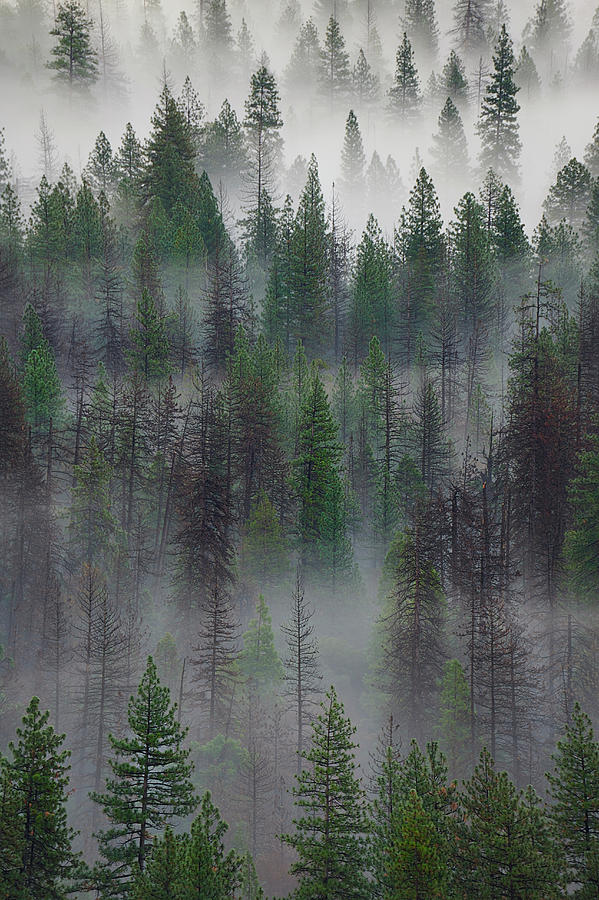 Green Yosemite Photograph